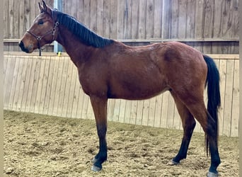 Westfale, Wallach, 3 Jahre, 163 cm, Brauner, in Dornburg