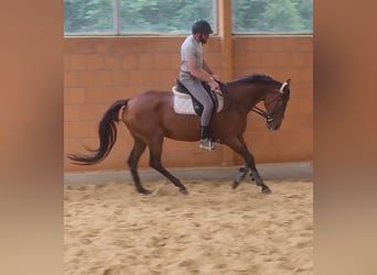 Irlandzki koń sportowy, Wałach, 13 lat, 169 cm, Gniada, in Lage,