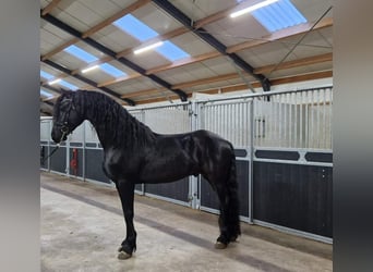 Friesian horses, Stallion, 4 years, 16.1 hh, Black, in Bladel,