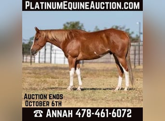 American Quarter Horse, Wallach, 7 Jahre, 155 cm, Dunkelfuchs, in Weatherford TX,