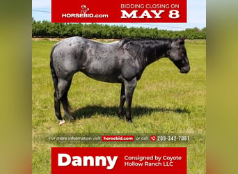 Quarter horse américain, Hongre, 6 Ans, 152 cm, Rouan Bleu, in Waterford, CA,