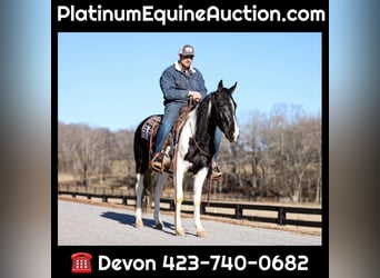 Tennessee walking horse, Hongre, 5 Ans, Tobiano-toutes couleurs, in Cleveland Tn,