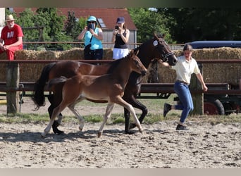 Hengst 