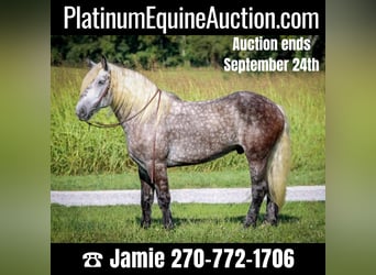 Quarter horse américain, Hongre, 7 Ans, 173 cm, Gris pommelé, in Auburn KY,