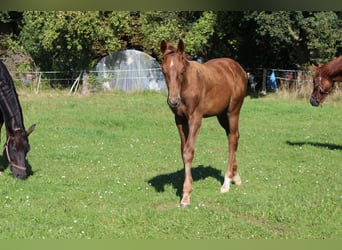Hengst 
