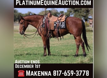 American Quarter Horse, Gelding, 7 years, 15.1 hh, Bay, in LIpan Tx,