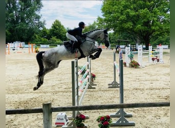 Holsteiner, Stute, 13 Jahre, 174 cm, Schimmel, in Delbrück