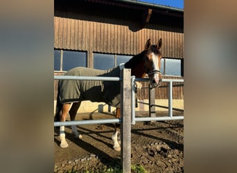 Zangersheider, Wallach, 6 Jahre, 175 cm, Brauner, in Kradolf,