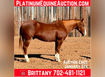 American Quarter Horse, Wallach, 11 Jahre, 150 cm, Dunkelfuchs, in Stephenville TX,