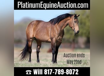 American Quarter Horse, Gelding, 13 years, 15.1 hh, Buckskin, in Joshua TX,