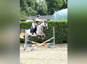 Anglo-Arabier, Ruin, 5 Jaar, 146 cm, Schimmel, in Vlezenbeek