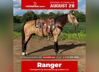 Kentucky Mountain Saddle Horse, Hongre, 12 Ans, 152 cm, Buckskin, in Moscow, OH,