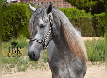 PRE, Stallion, 4 years, Gray, in Tabernas Almeria,