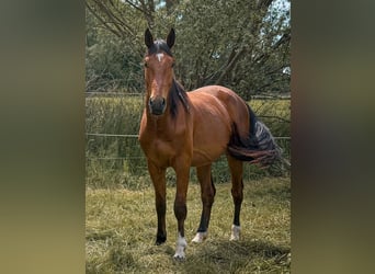 Westphalien, Hongre, 4 Ans, 176 cm, Bai, in Falck