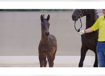 Hanoverian, Stallion, Foal (05/2024), Black, in Breddorf,