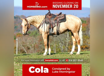 Quarter horse américain, Hongre, 9 Ans, 152 cm, Palomino, in Needmore, PA,