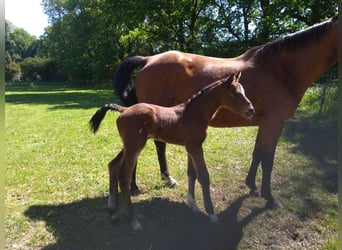 Holstein, Stallion, Foal (05/2024), 16,2 hh, Brown, in Heidgraben,