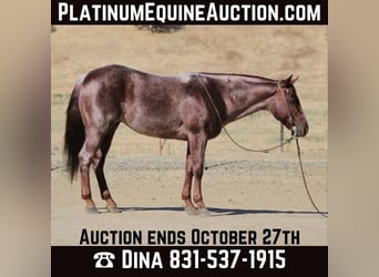 American Quarter Horse, Gelding, 6 years, 14 hh, Roan-Red, in Paicines, CA,