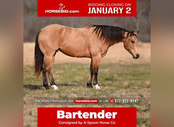 American Quarter Horse, Castrone, 5 Anni, Pelle di daino, in Kaufman,