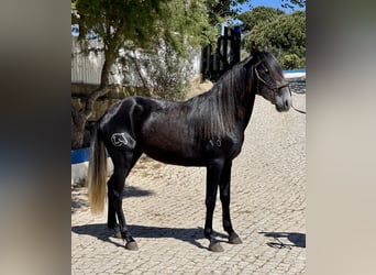 Lusitano, Mare, 5 years, 15.2 hh, Brown, in Ericeira,