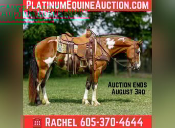 American Quarter Horse, Ruin, 10 Jaar, 150 cm, Overo-alle-kleuren, in Rusk TX
