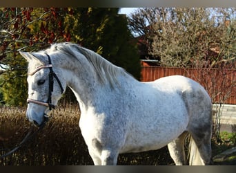 Weitere Ponys/Kleinpferde, Stute, 7 Jahre, 147 cm, Schimmel, in Békés