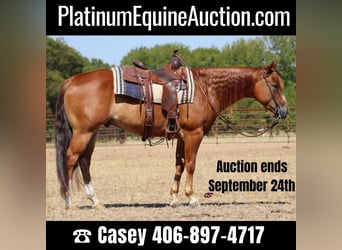 American Quarter Horse, Gelding, 8 years, Chestnut, in Graham TX,