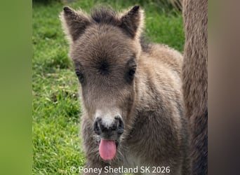 Shetland Ponys, Hengst, Fohlen (02/2026), 100 cm, Buckskin, in Livarot-Pays-d'Auge