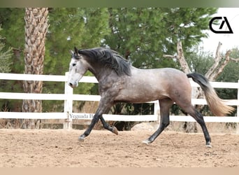 PRE, Stallion, 4 years, 16.1 hh, Gray-Dapple, in Puerto Lumbreras,