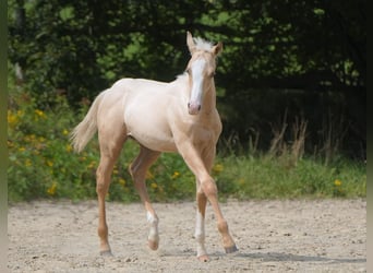 American Quarter Horse, Hengst, 2 Jahre, Palomino, in Biberach an der Riß
