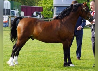 Welsh C (of Cob Type), Stallion, 8 years, 13.1 hh, Brown, in Saint hilaire la treille,