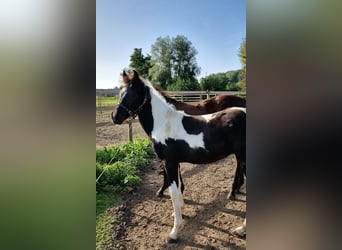 BWP (cheval de sang belge), Étalon, 1 Année, 160 cm, Tobiano-toutes couleurs, in Paturages,