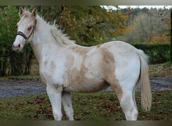 Paint Horse, Stallion, 1 year, 14.2 hh, Tobiano-all-colors, in Hellenthal,