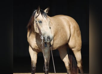 Caballo cuarto de milla, Yegua, 3 años, Buckskin/Bayo, in Graham