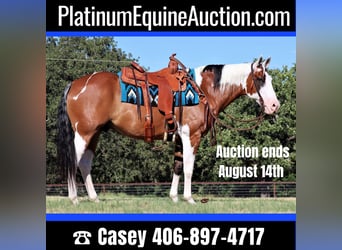 Quarter horse américain, Hongre, 13 Ans, 152 cm, Tobiano-toutes couleurs, in Jacksboro TX,