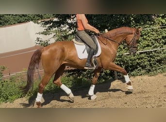 Gelding 6 years