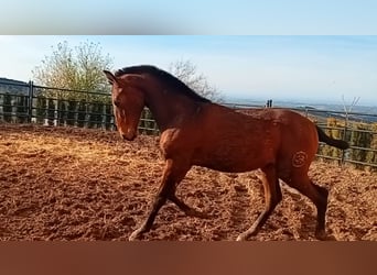PRE, Hengst, 1 Jaar, Donkerbruin, in Estepa,