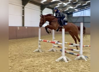 Hanoverian, Gelding, 7 years, 16.2 hh, Chestnut-Red, in Heiligenhaus