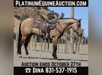 American Quarter Horse, Castrone, 7 Anni, 147 cm, Pelle di daino, in Paicines CA,