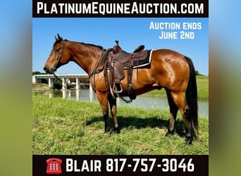 Quarterhäst, Valack, 12 år, 163 cm, Brun, in Weatheford TX,