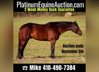 American Quarter Horse, Gelding, 9 years, Bay, in Mountain Grove MO,