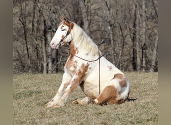Quarter horse américain, Hongre, 8 Ans, 163 cm, Overo-toutes couleurs, in Mount vernon KY,
