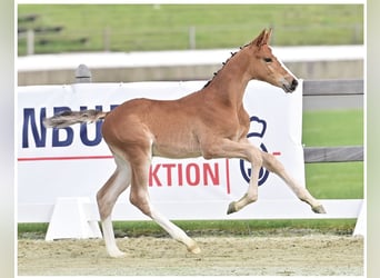 Oldenburg-International (OS), Stallion, 1 year, Brown, in Schierensee,