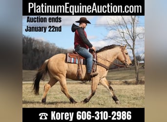 American Quarter Horse, Wałach, 8 lat, Kara, in Whitley City KY,