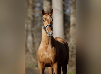 Westfale, Wallach, 4 Jahre, 170 cm, Fuchs, in Steinfurt