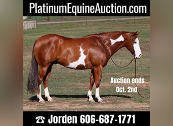 Quarter horse américain, Hongre, 10 Ans, 147 cm, Alezan cuivré, in Cleburne TX,