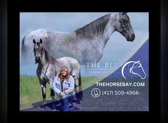 Tennessee Walking Horse, Wallach, 5 Jahre, 152 cm, Roan-Blue, in Mount Vernon, KY,