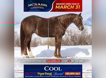 American Quarter Horse, Gelding, 5 years, 14.1 hh, Roan-Red, in Cody, WY,