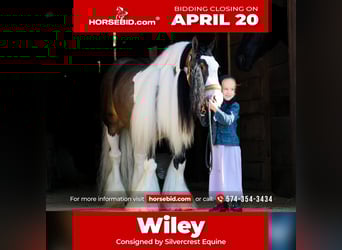 Gypsy Horse, Gelding, 6 years, 13.2 hh, Pinto, in Syracuse