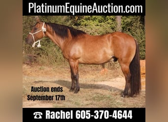 Quarter horse américain, Hongre, 11 Ans, 152 cm, Isabelle, in Rusk TX,